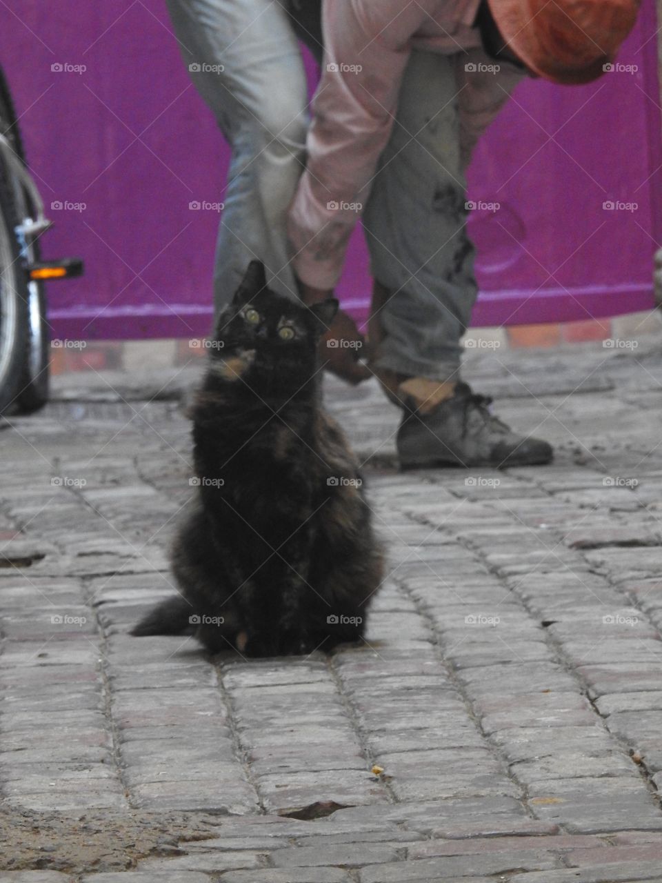 Black cat purple wall