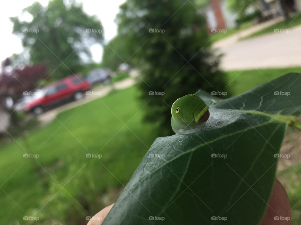Closeup Caterpillar on leaf