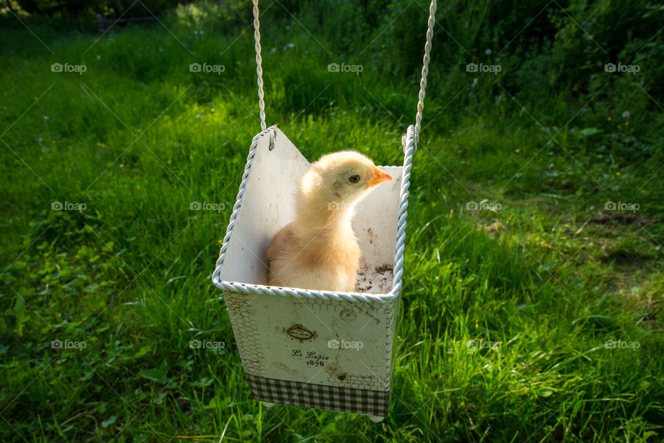 Little chicken in the basket