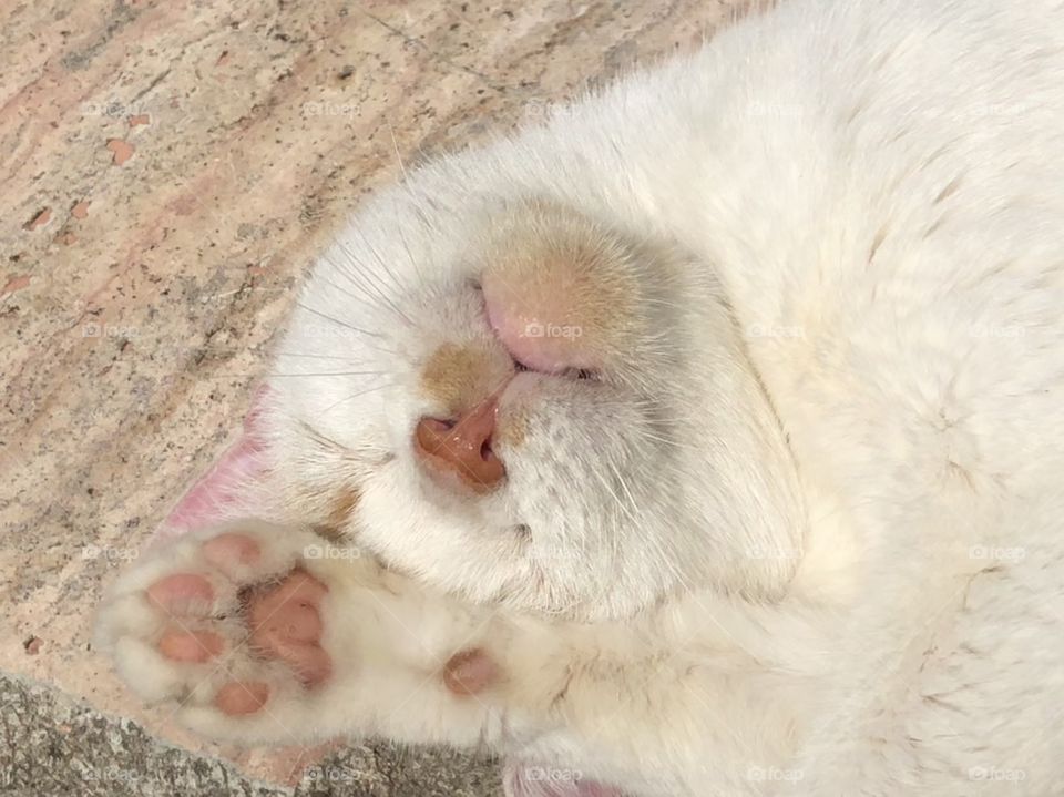 Cat with pink paw pads washing herself and relaxing