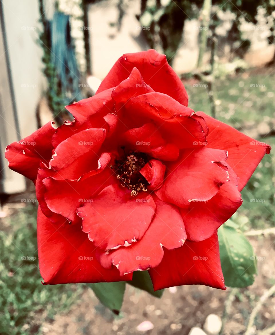 FOAP MISSIONS- A red star-shaped flower!  The plants were generous in beauty in the year 2019 ... / Uma flor vermelha em formato de estrela! As plantas foram generosas em beleza no ano de 2019...