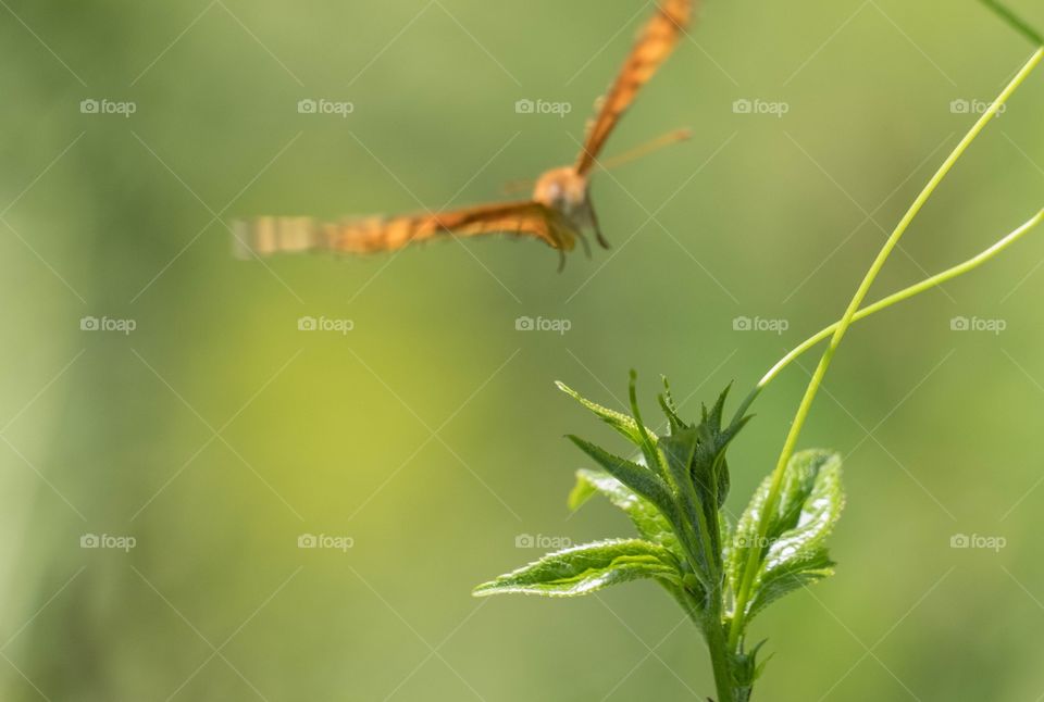 A butterfly blurred in the background is coming to investigate a nice green leafy area to lay her eggs. 