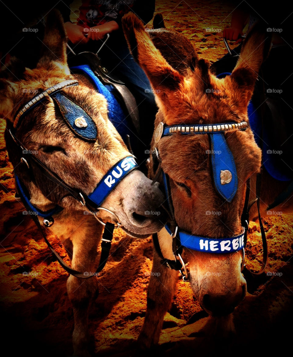 beach love animals seaside by binkyboo