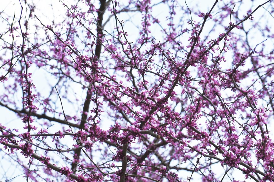Purple Flowers on Branch