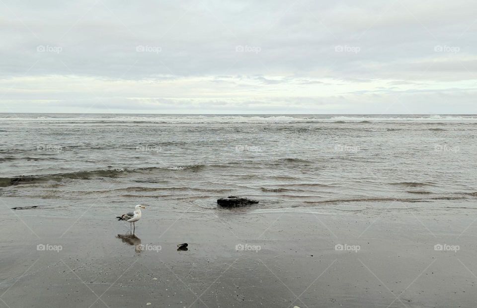 lonely seagull looking for food at the beach on a cloudy, moody day at the ocean seagull eating clam