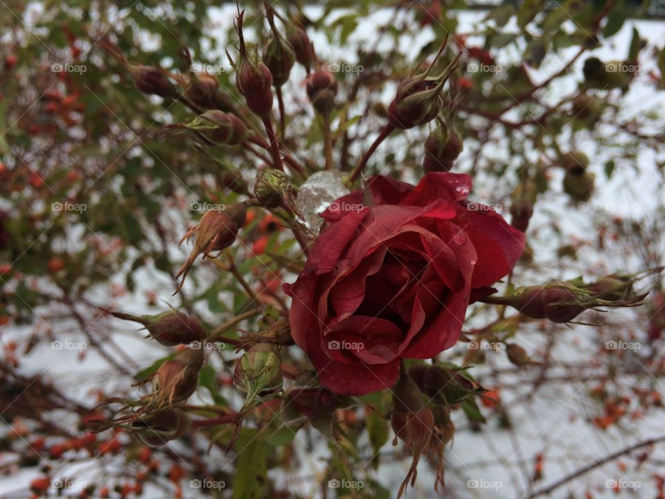 Winter Rose 