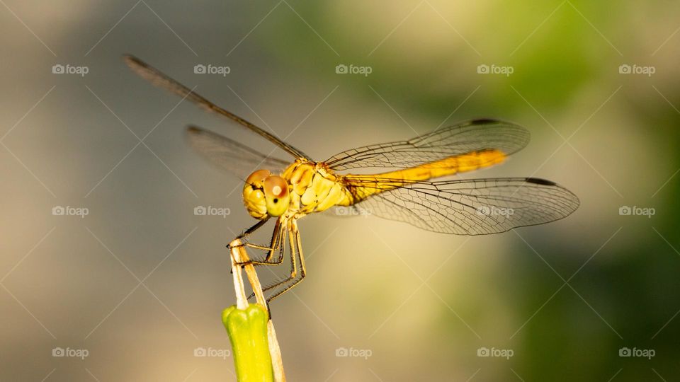 A dragonfly close up 