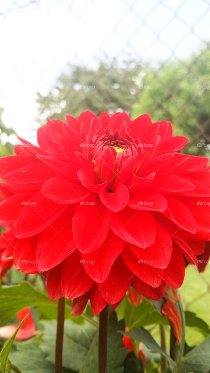 flower. red flower in garden