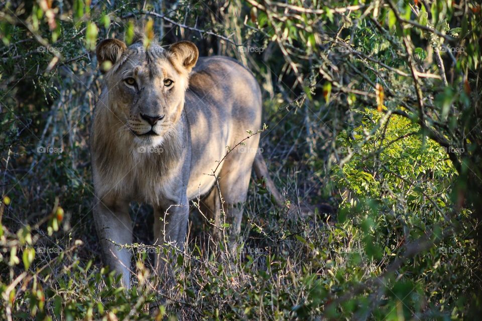 Lion in kruger national park, looking right into the camera