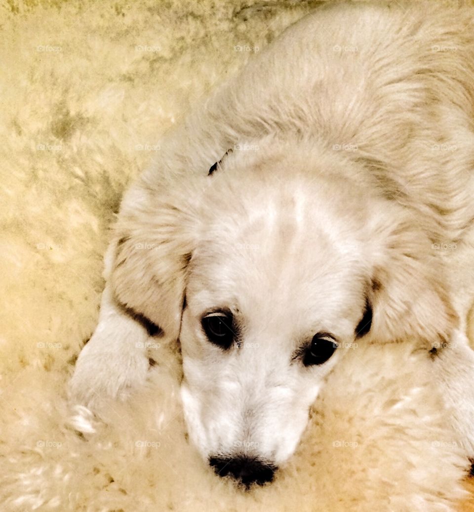 Looking to your eyes. . This is my puppy. His name is Sean.  He has a sheep skin as his mat. I noticed his mood and took this picture. 