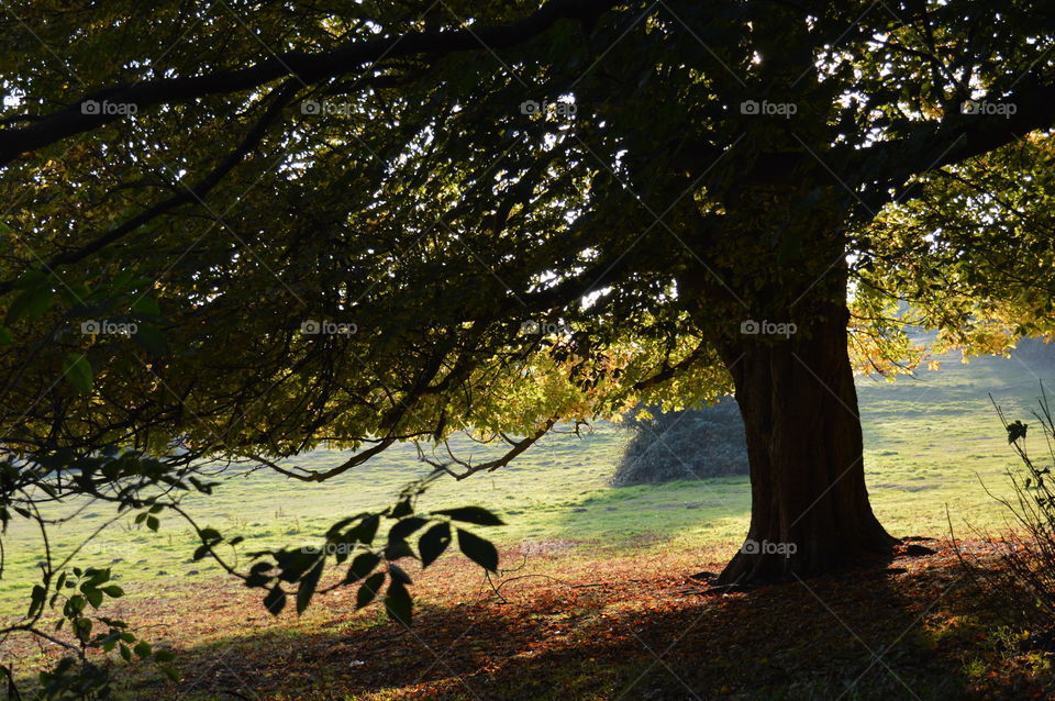 View of tree in forest