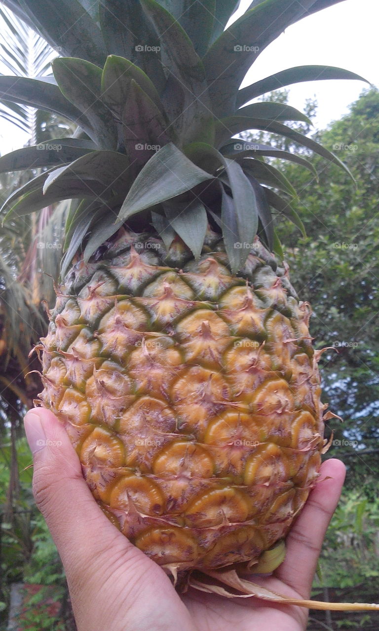 pineapple