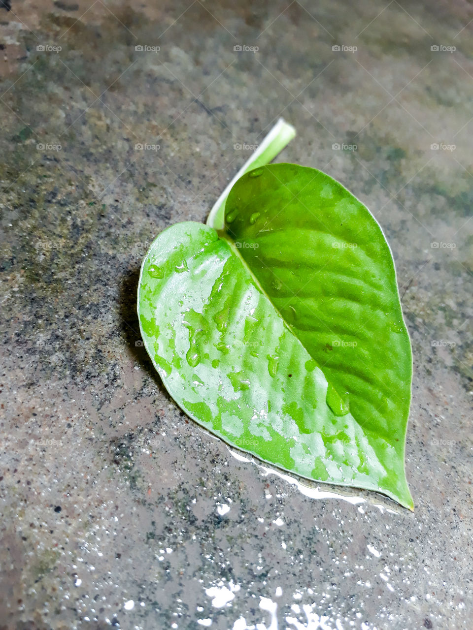 alone leaf of plant