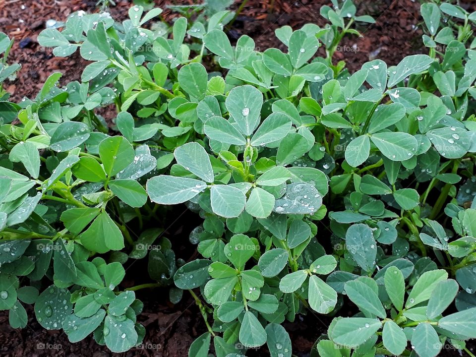 Fenugreek plant for this spring time