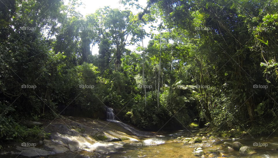 Rainforest, Jungle, Wood, Nature, Water