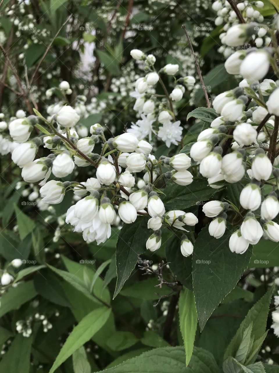 White flowers 