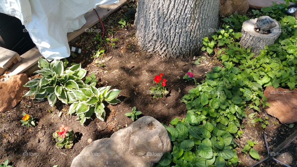 Added some Zinnias to the flower bed.