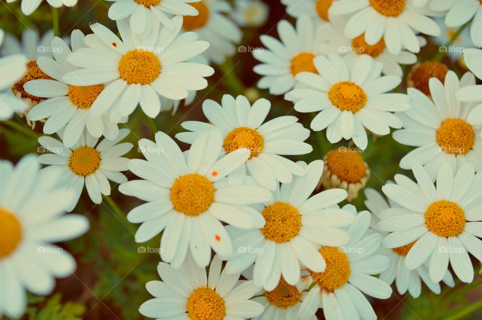 High angle view of blooming flowers