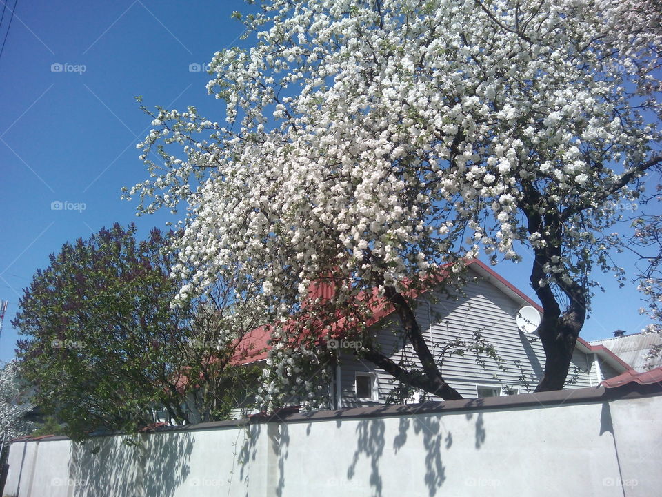 Tree, Snow, Winter, Season, Branch