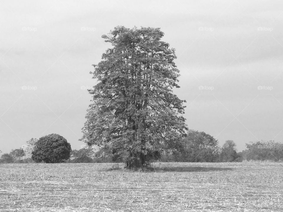 Tree and sky