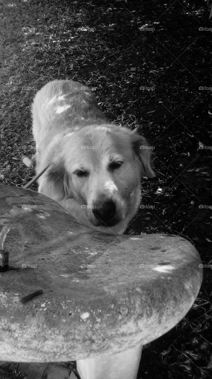Retreiver furry dog want to drink water
from stone old fontaine