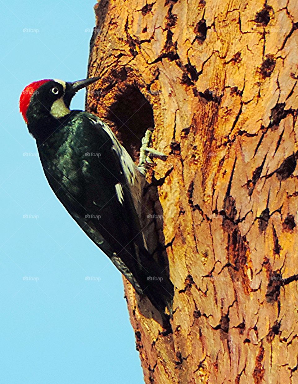 Acorn Woodpecker 