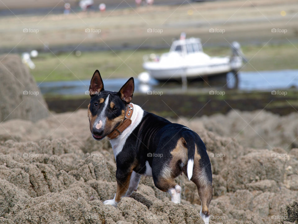 Happy dog : Scarlet du MAS des rêves 
