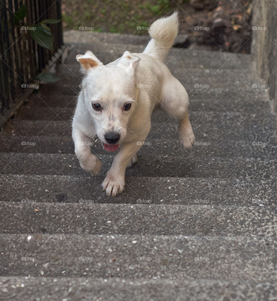 Dog climbing stairs