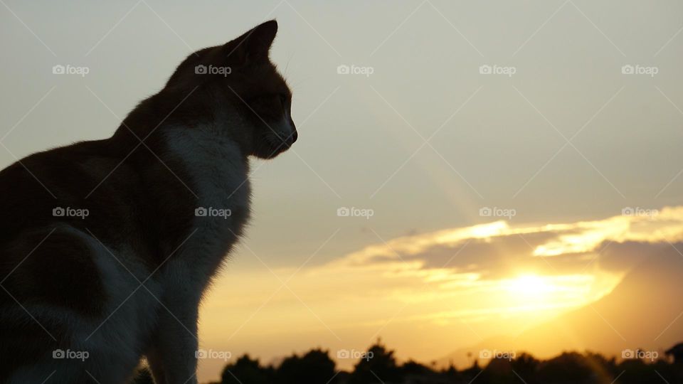 Sunset#cat#nature