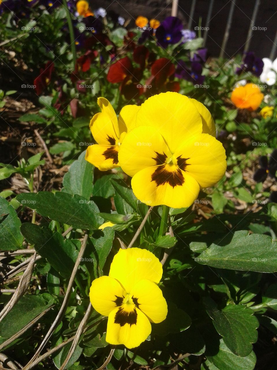 Flower, Nature, Pansy, Garden, No Person