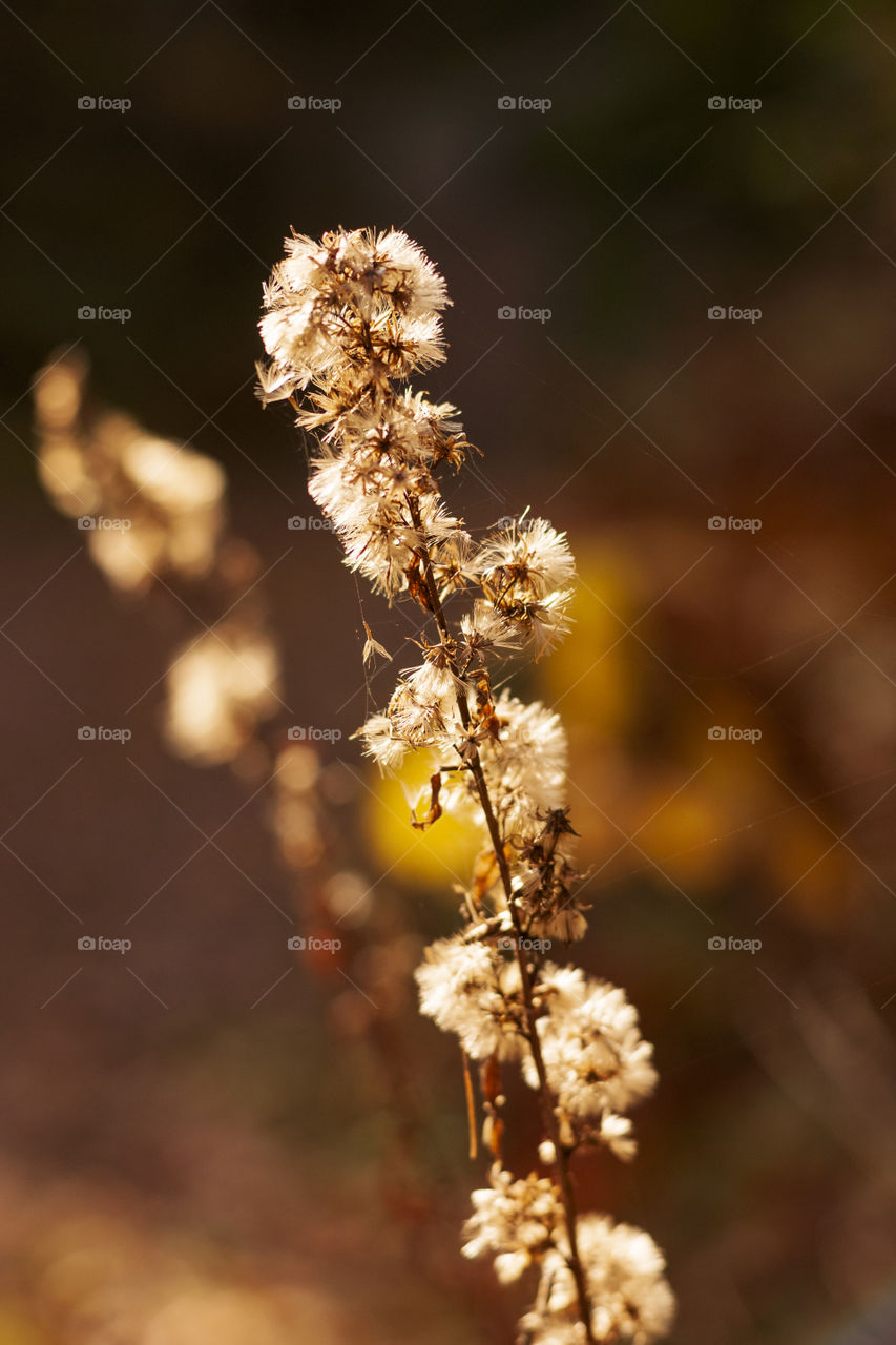 Autumn dry plants