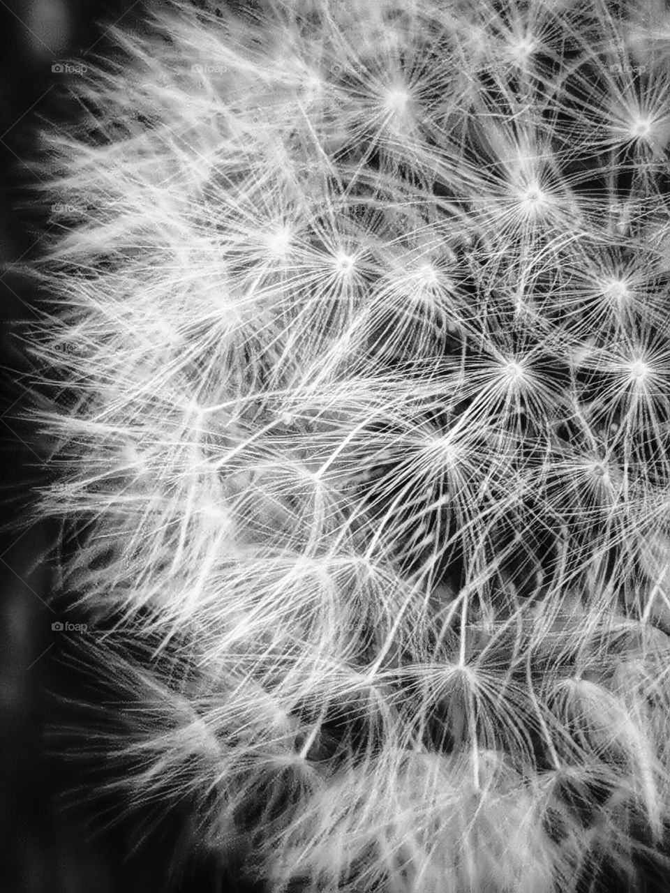 Macro plant flower beauty nature b&w Black White construction design decor view outside outdoor day part details fluffy capture bunch Flow