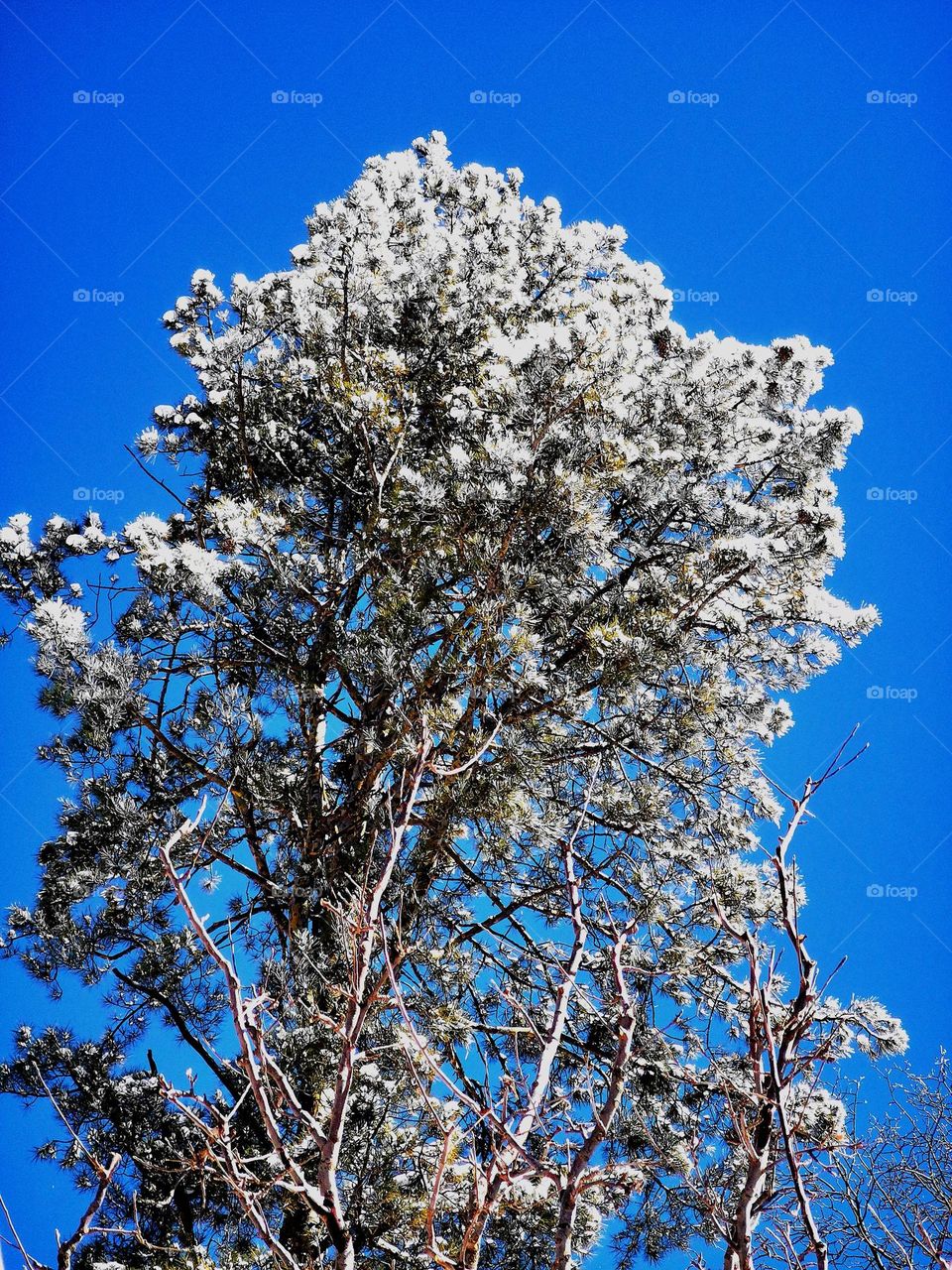 A Pine tree; glowing in snow