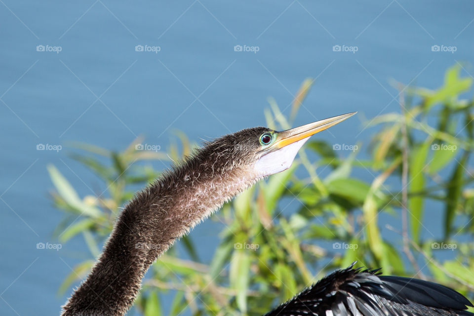 Close-up of ahinga neck