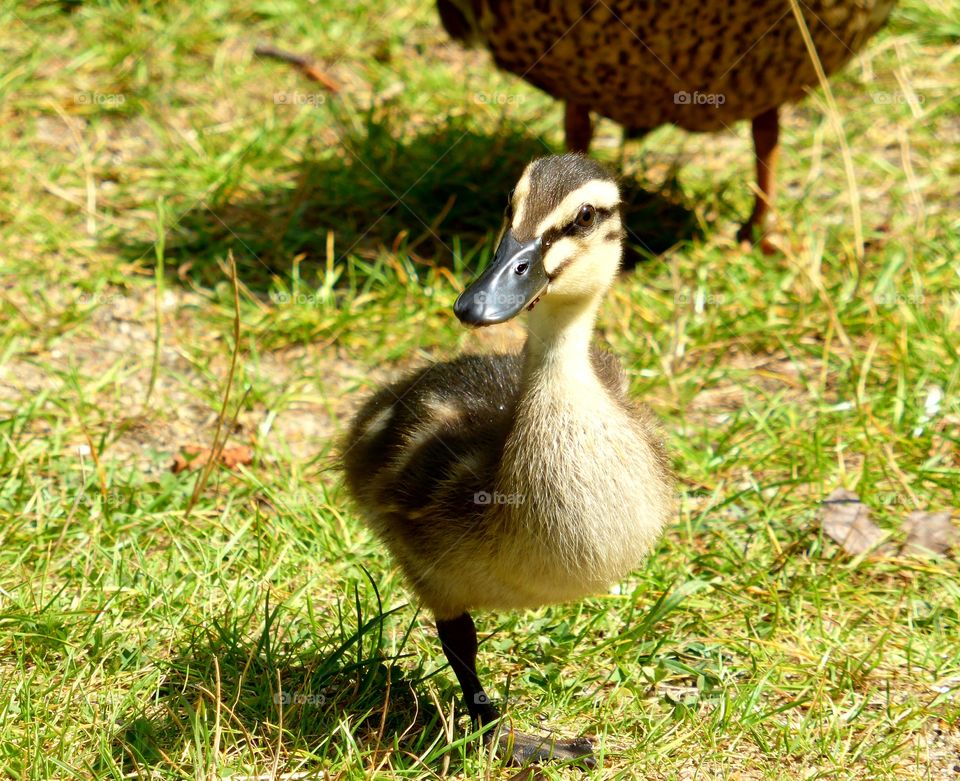 baby duckling