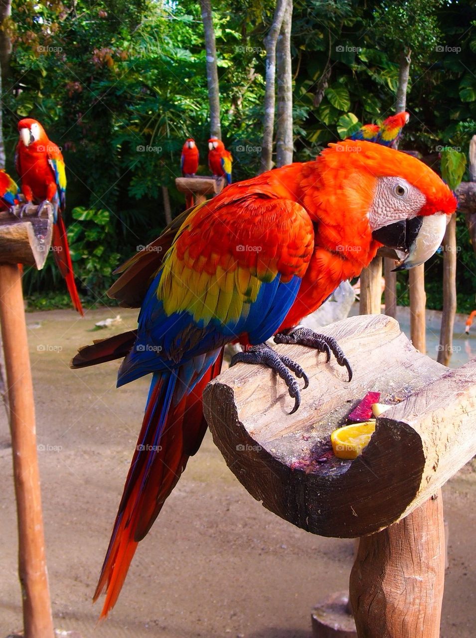 Parrots perching on wood