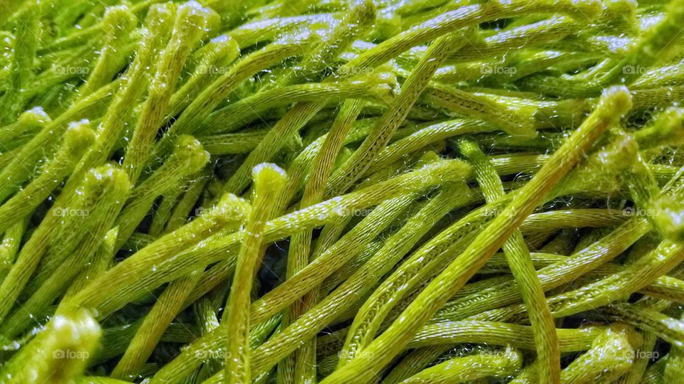 Closeup of green strands of carpet fibers. These are synthetic fibers, featuring the micro-structures.