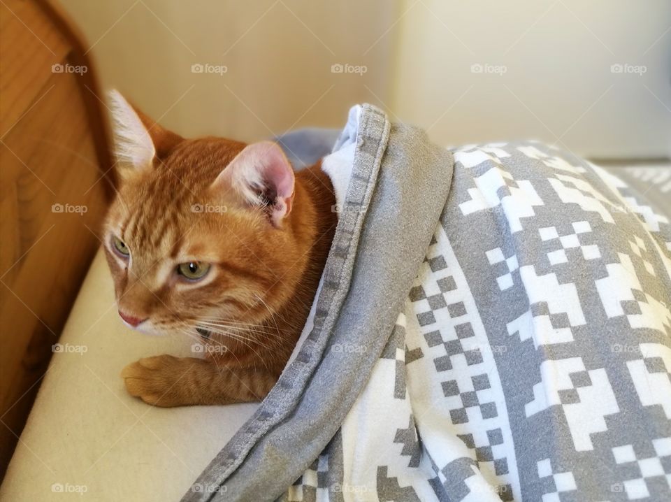 Cat relaxing under the blanket.