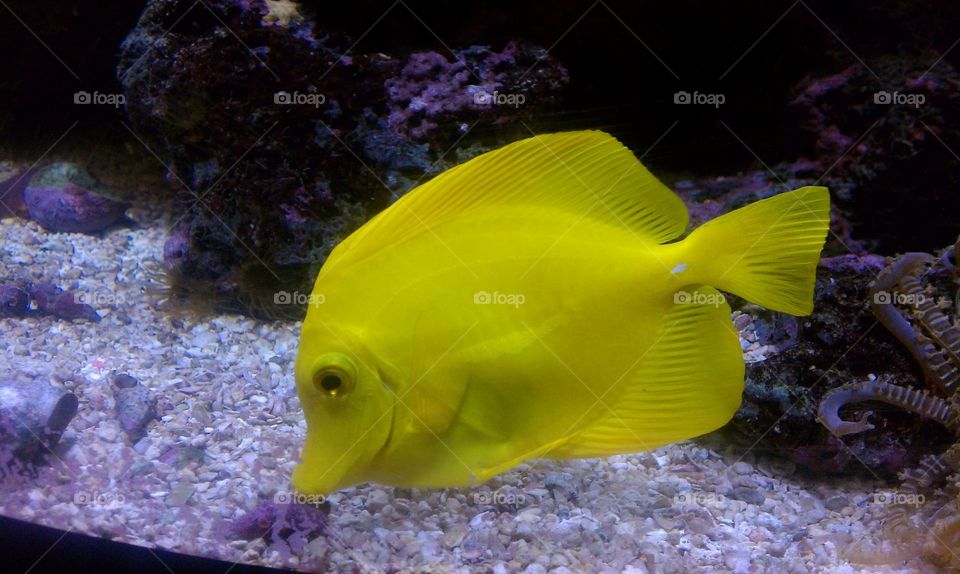 Fish yellow tang