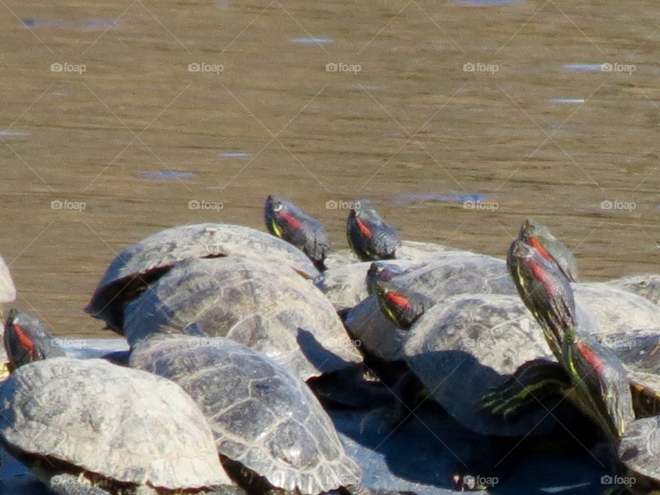 Red head turtle