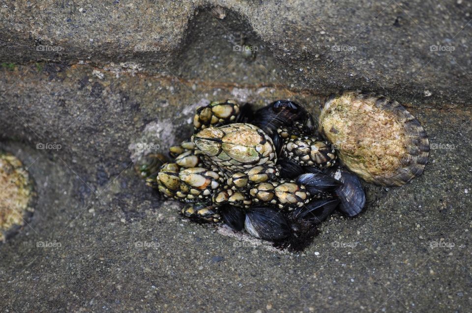 Animal shells on the sand beach