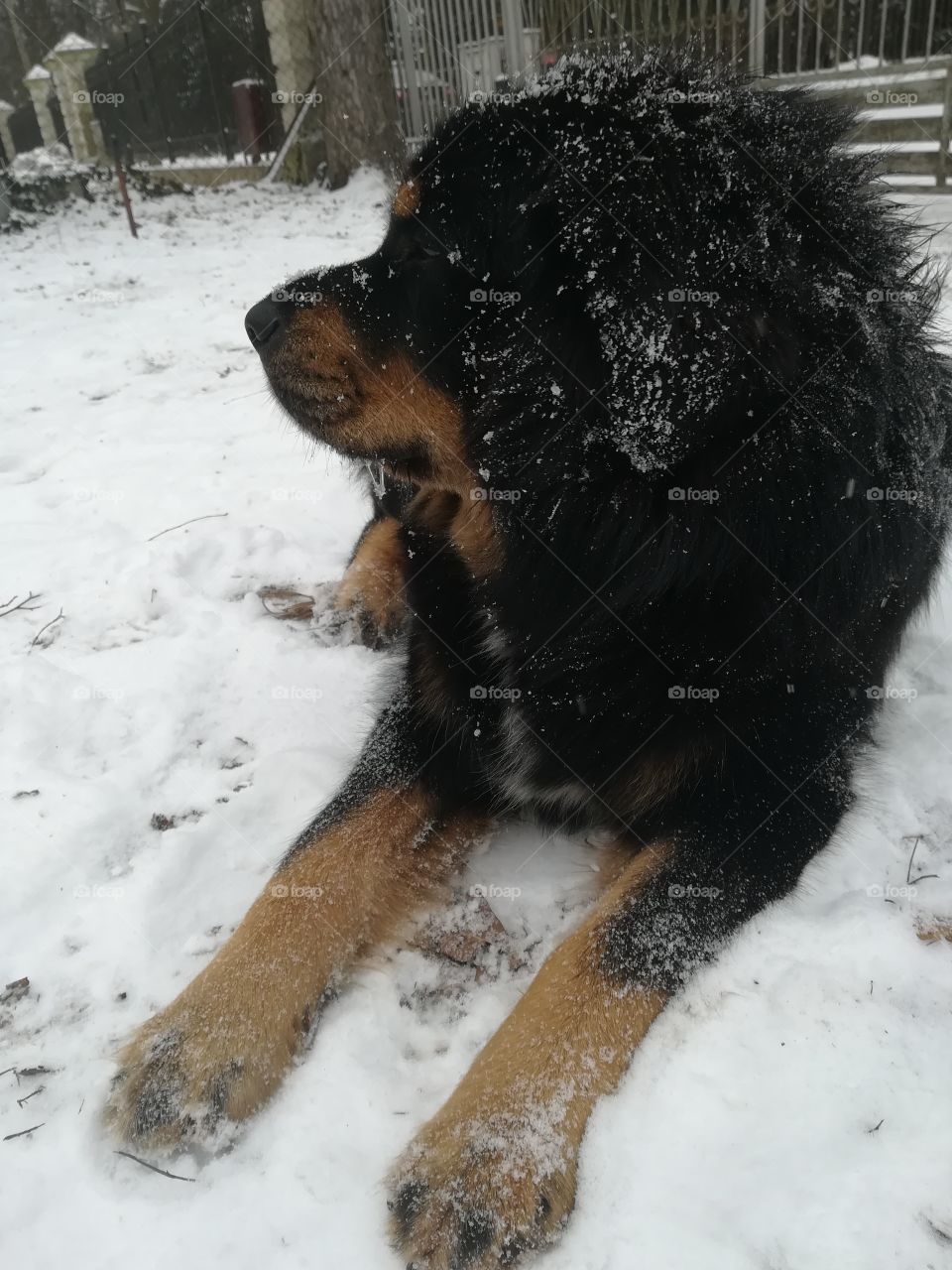 Snow dog