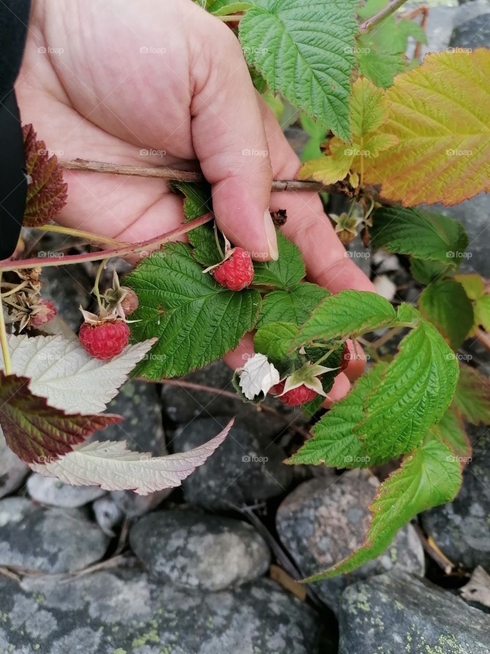 Fresh and really sweet wild raspberries from the Finnish forest, the pure nature of Lapland. I am lucky!