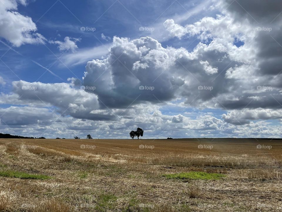 Today’s dog walk .. sunshine and nice and warm but big puffy clouds about in abundance !