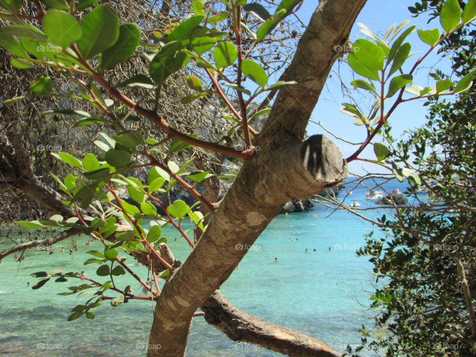 Trees and the sea - Menorca