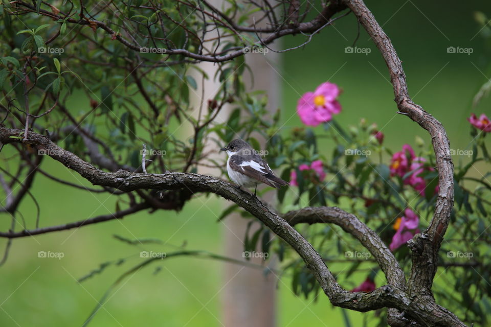 ficedula hypolèuca