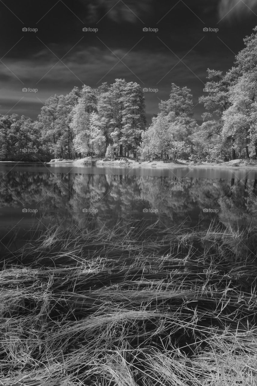 lake and forests black and white