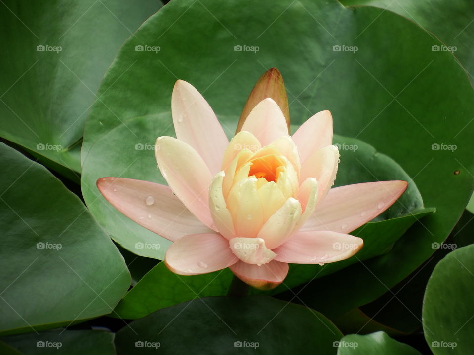 Beautiful Water lilly sitting on green likly pads opened up with raindrops