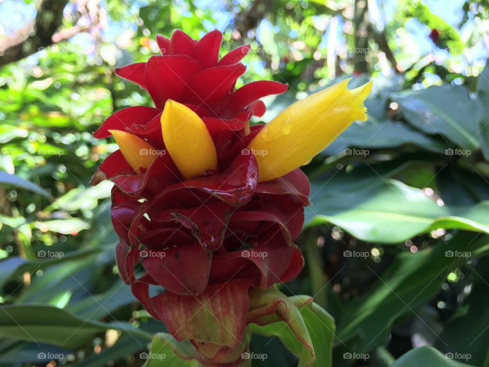 Close-up of flowers