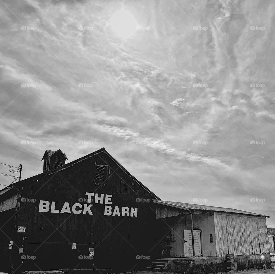 The Black Barn, sunflower fields in Ohio, black and white image of a barn on a farm